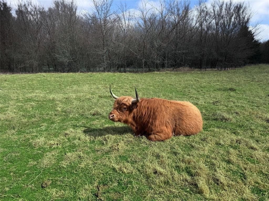 37 acres in Hunt County - photo 17