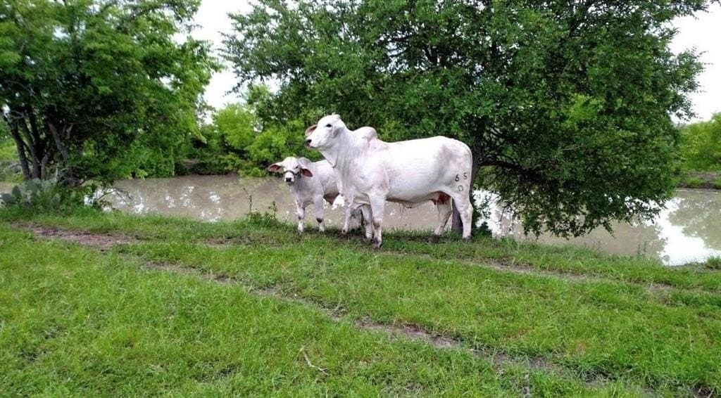 120.26 acres in Limestone County - photo 7