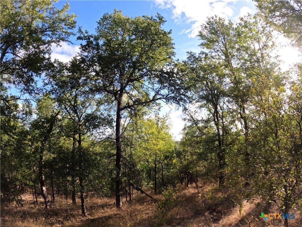 41.92 acres in Bell County - photo 9