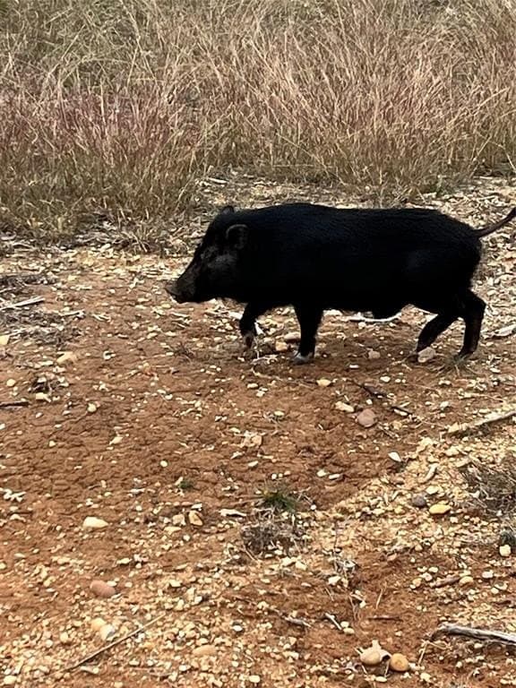 78.02 acres in Erath County - photo 18