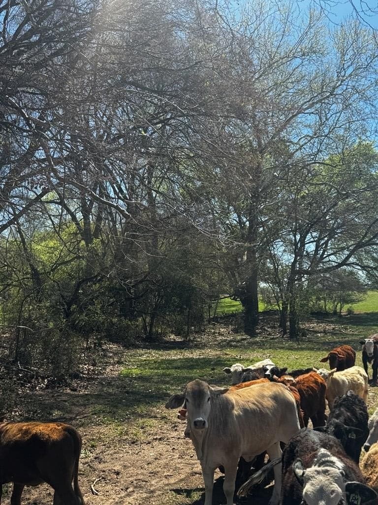 50.03 acres in Henderson County - photo 7
