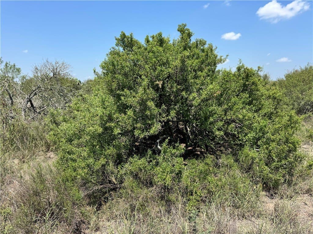 39.94 acres in La Salle County - photo 6