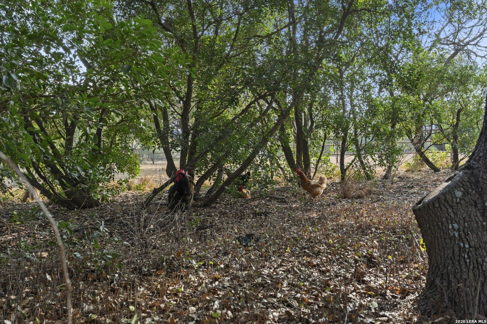 10.04 acres in Medina County - photo 44