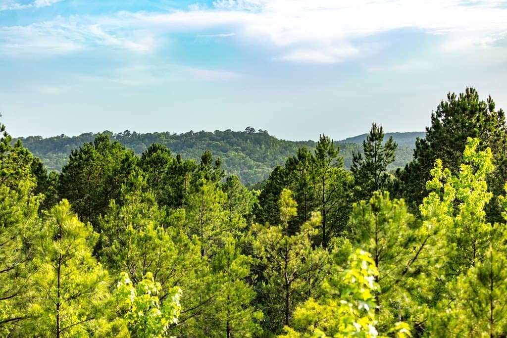 590 acres in Henderson County - photo 6