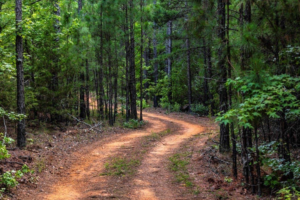 590 acres in Henderson County - photo 5