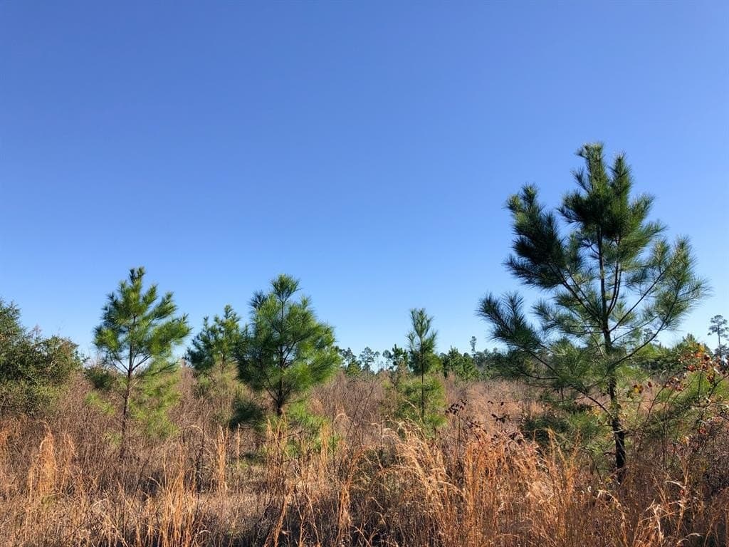 178 acres in Hardin County - photo 11