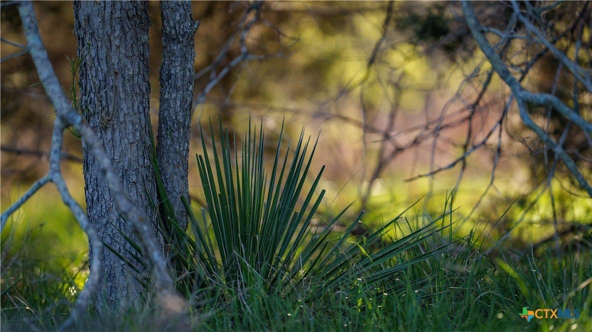 10.83 acres in Blanco County - photo 12
