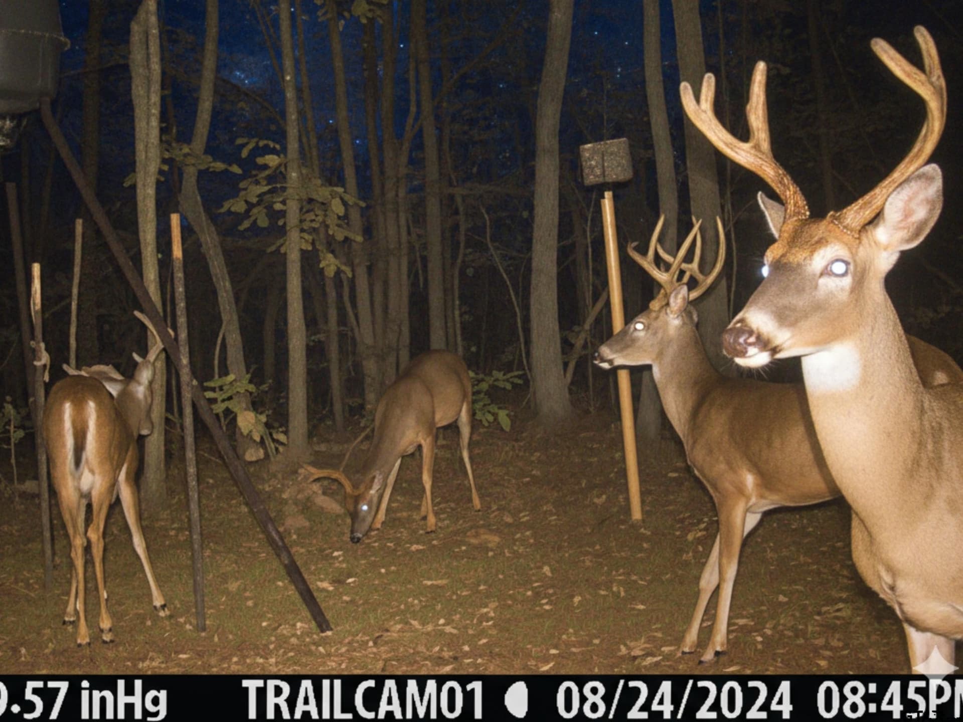 54.6 acres in Wood County - photo 3