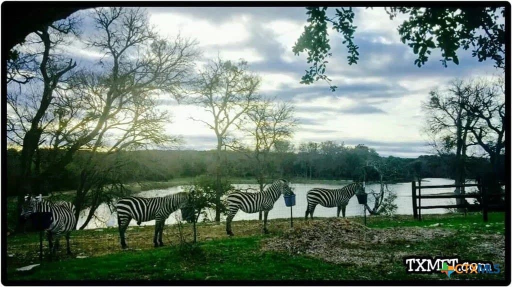 367 acres in Burnet County - photo 36