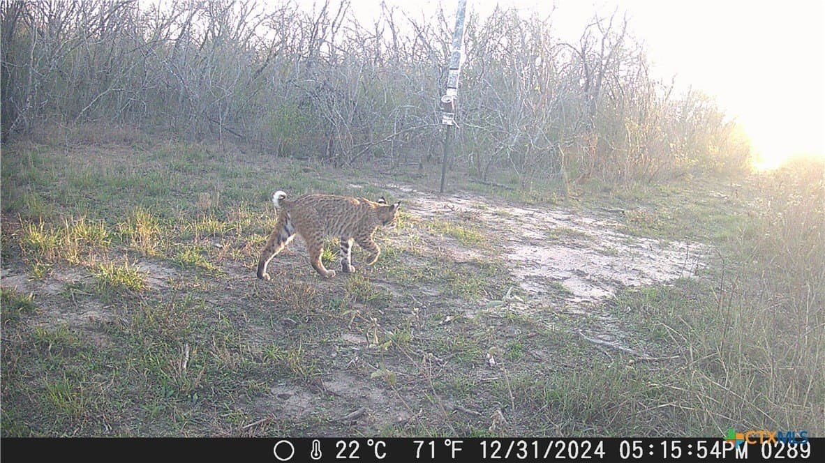 25 acres in Goliad County - photo 8