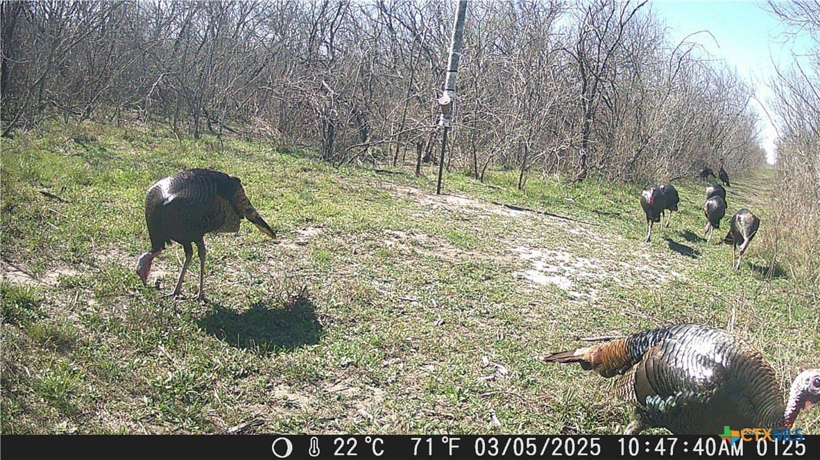 25 acres in Goliad County - photo 15