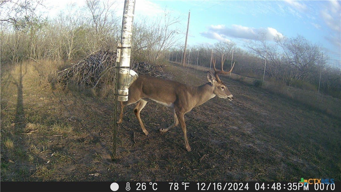 25 acres in Goliad County - photo 6