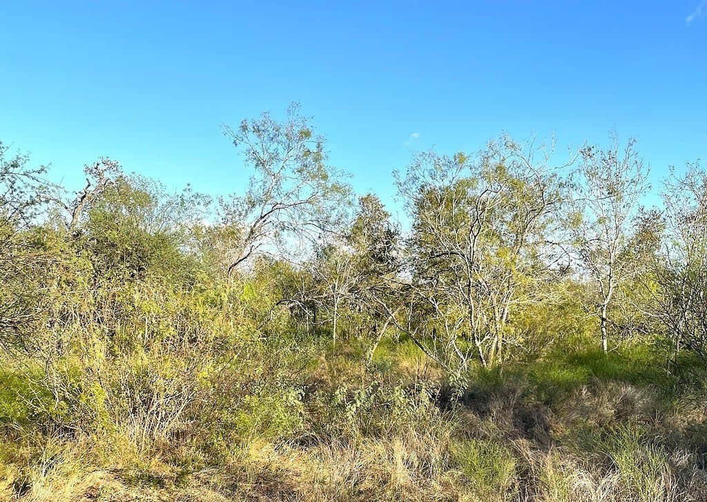 111 acres in Gonzales County - photo 9