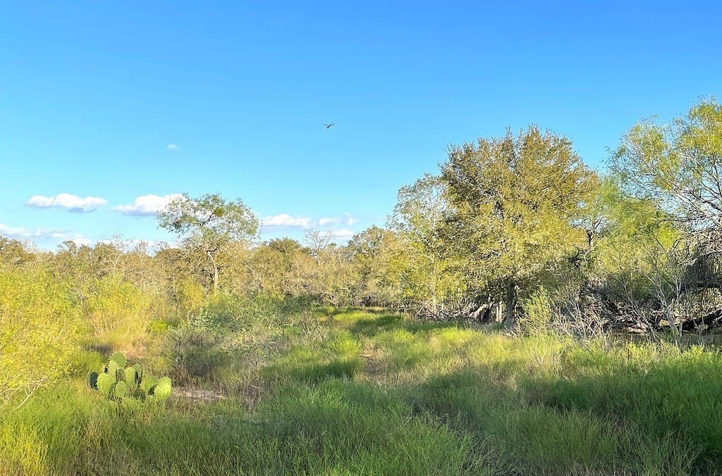 111 acres in Gonzales County - photo 7