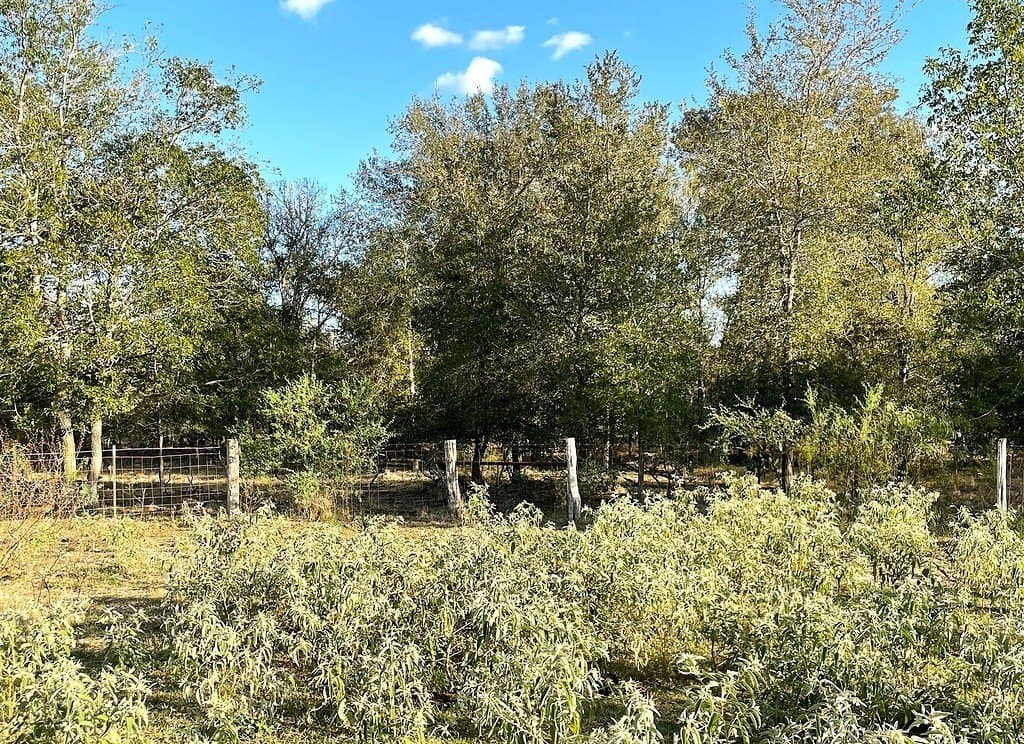 111 acres in Gonzales County - photo 11