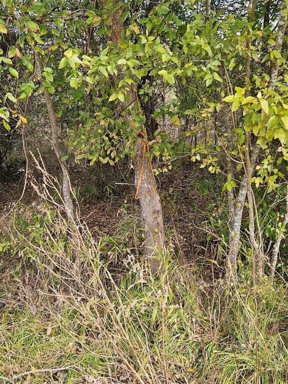 10.18 acres in Henderson County - photo 11