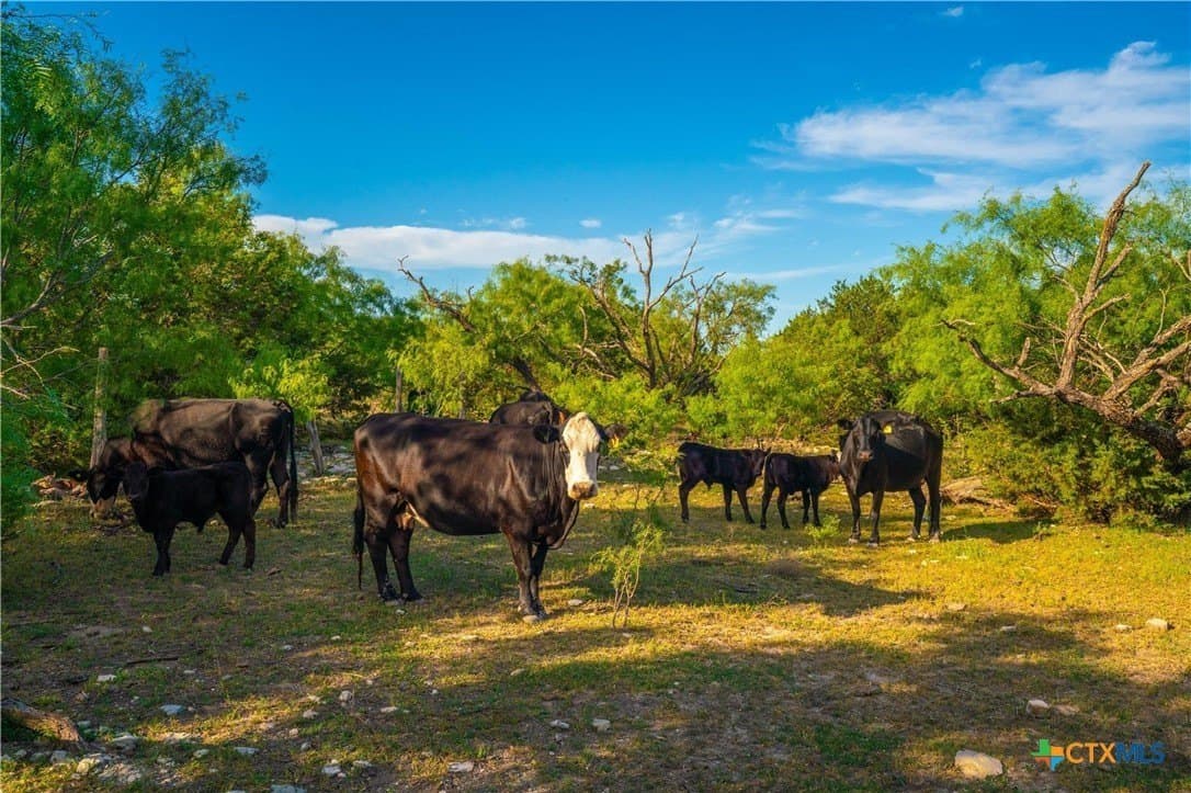 665 acres in Lampasas County - photo 29