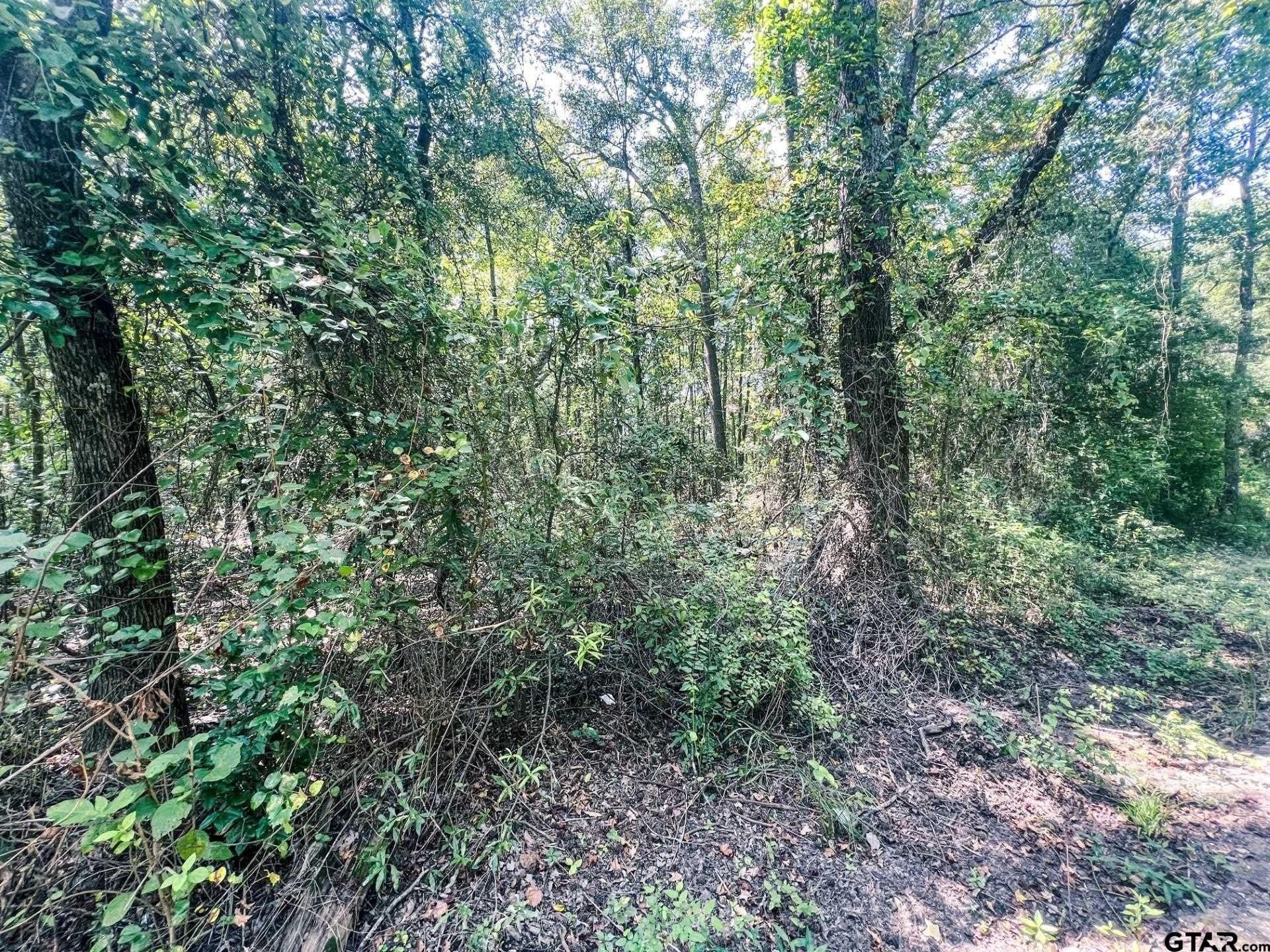58 acres in Camp County - photo 3