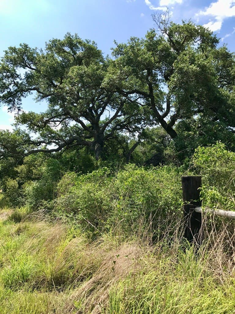 0 acres in Texas County - photo 6