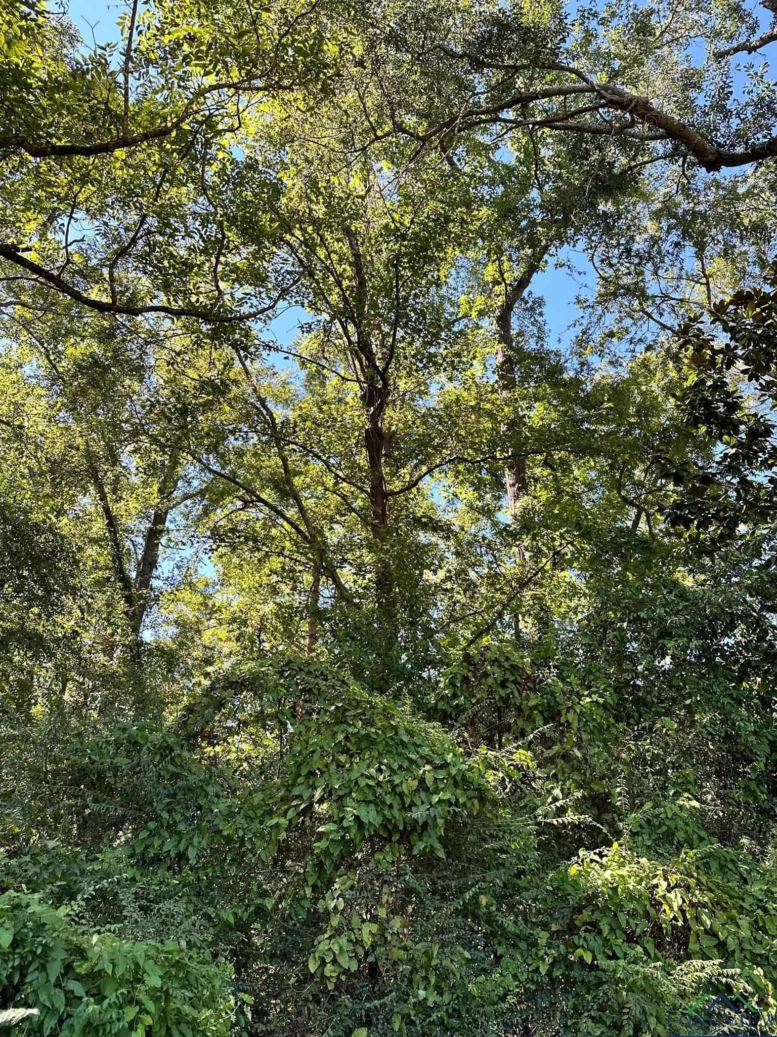 0 acres in Marion County - photo 3