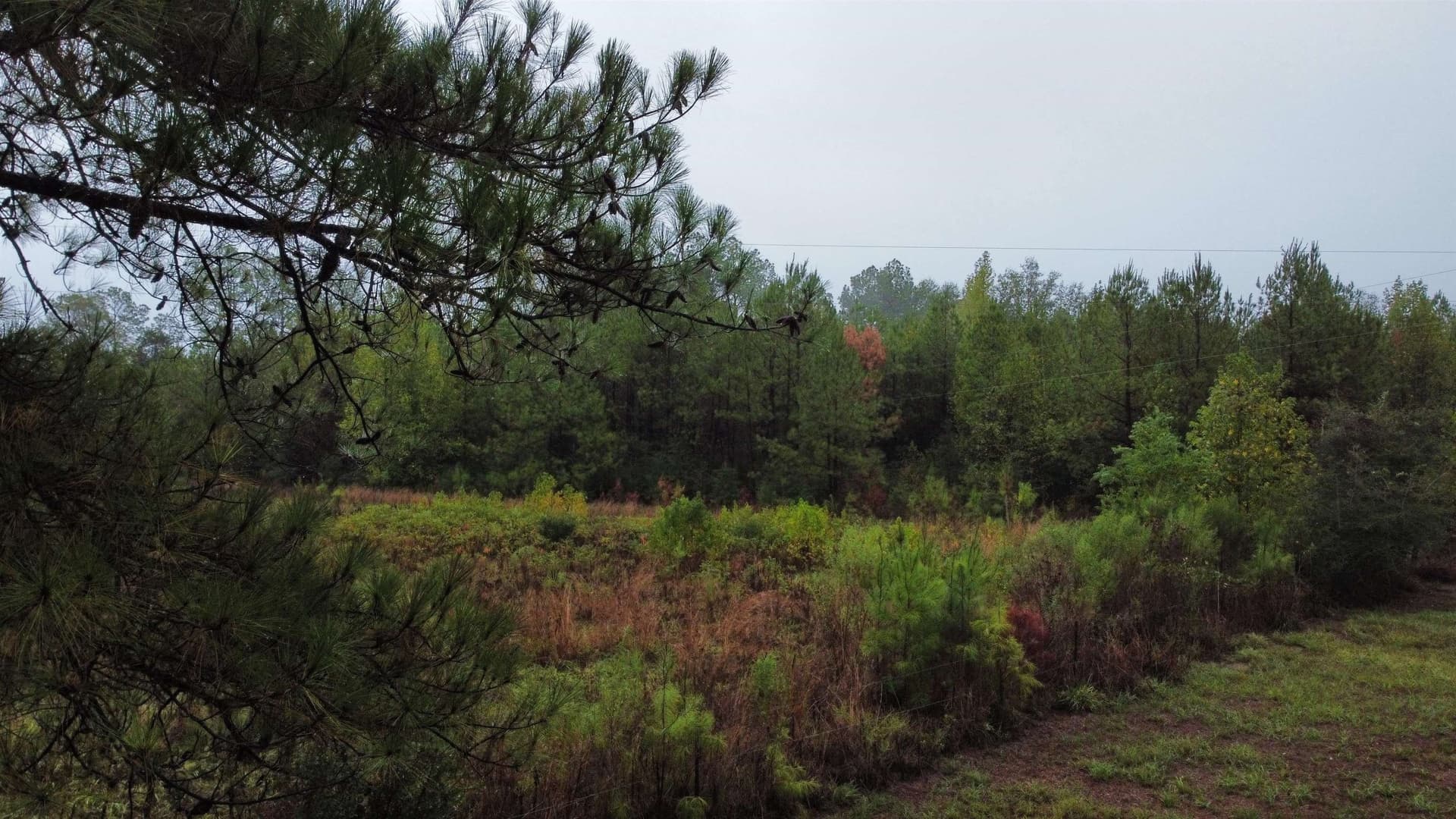 20 acres in Texas County - photo 12
