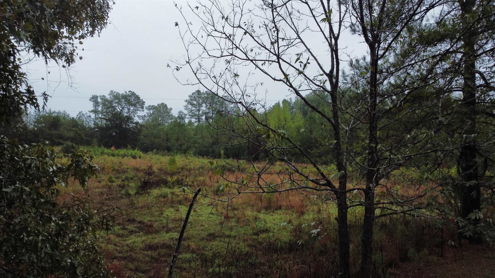 20 acres in Texas County - photo 4