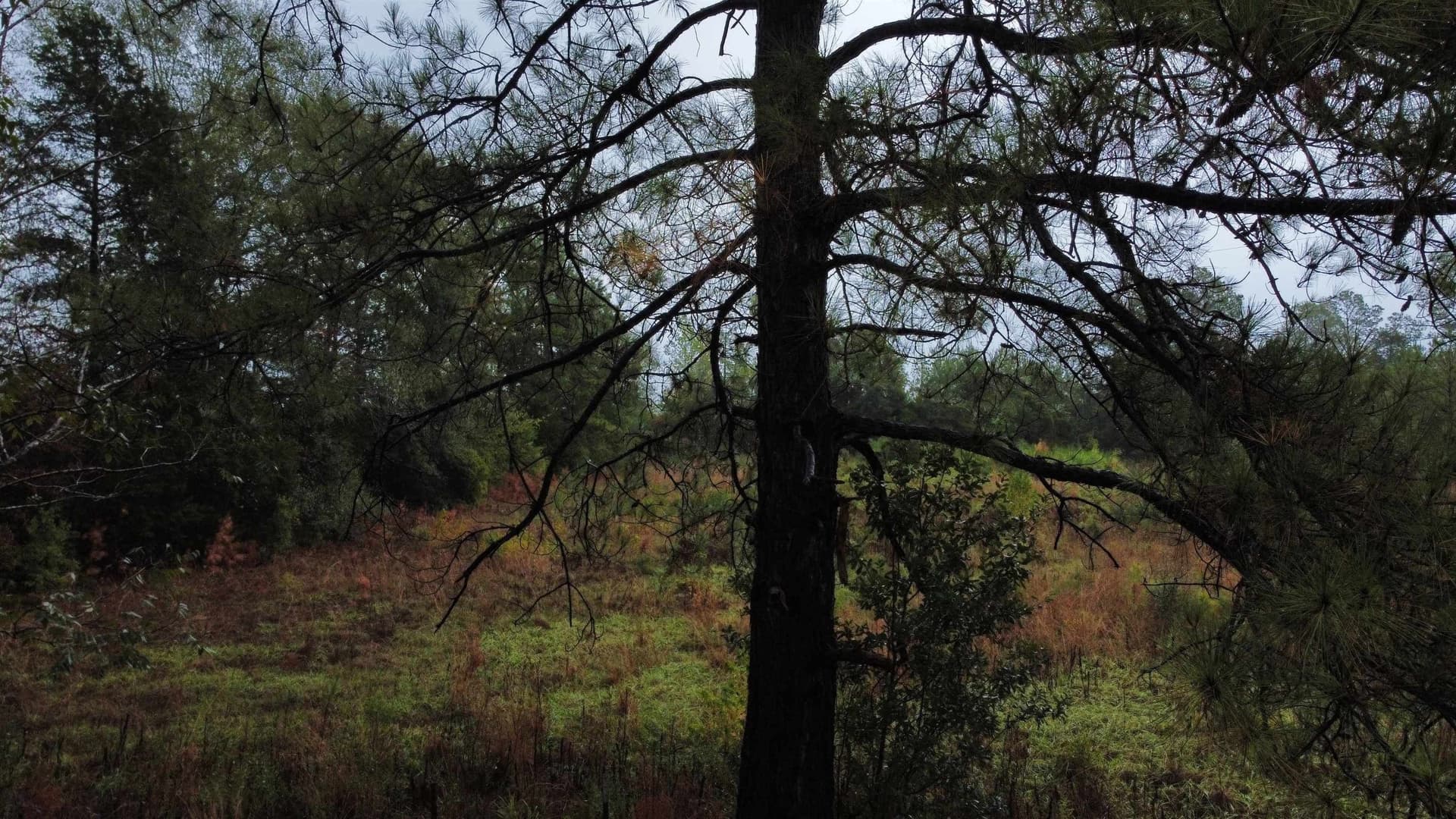 20 acres in Texas County - photo 8