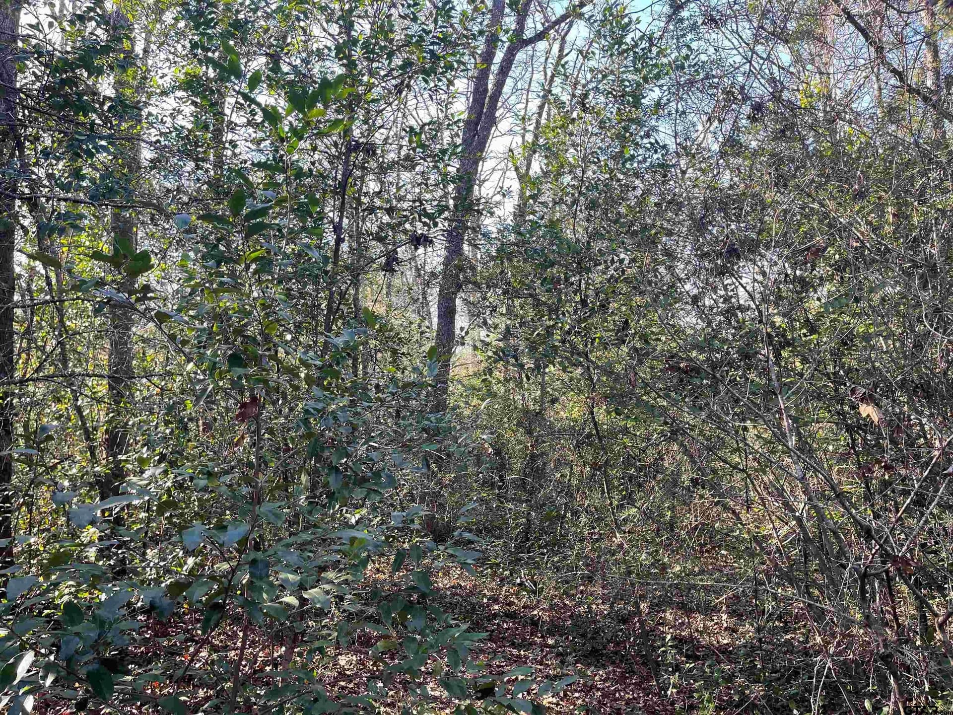 0.16 acres in Wood County - photo 2