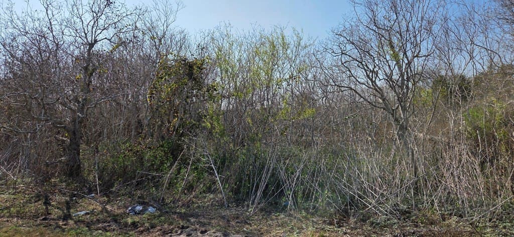 0 acres in Texas County - photo 4