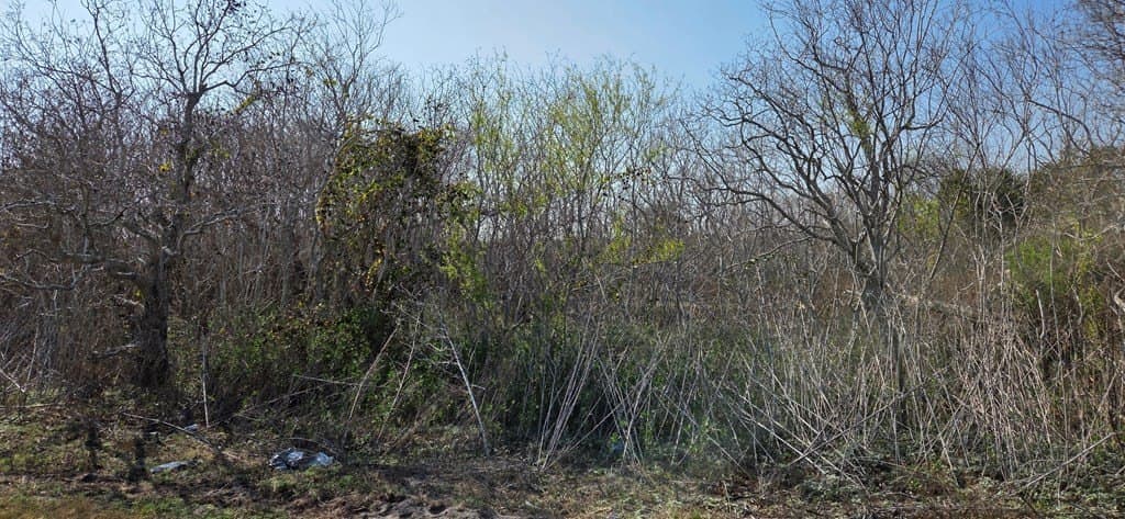 0 acres in Texas County - photo 5