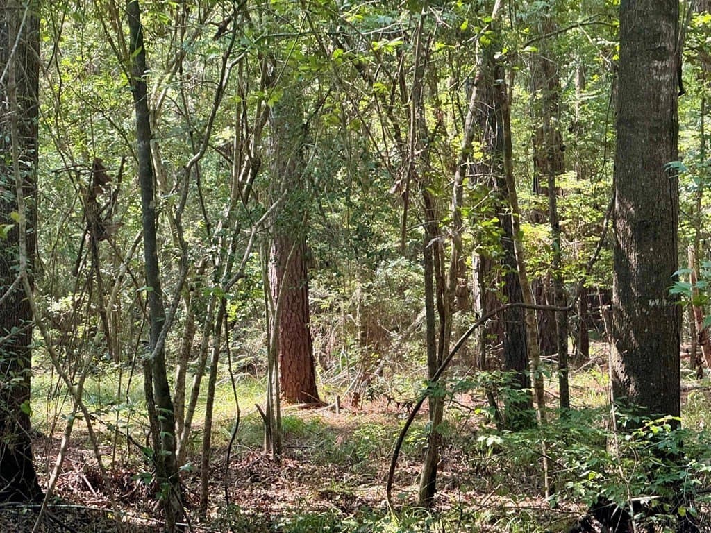 27.47 acres in Texas County - photo 6