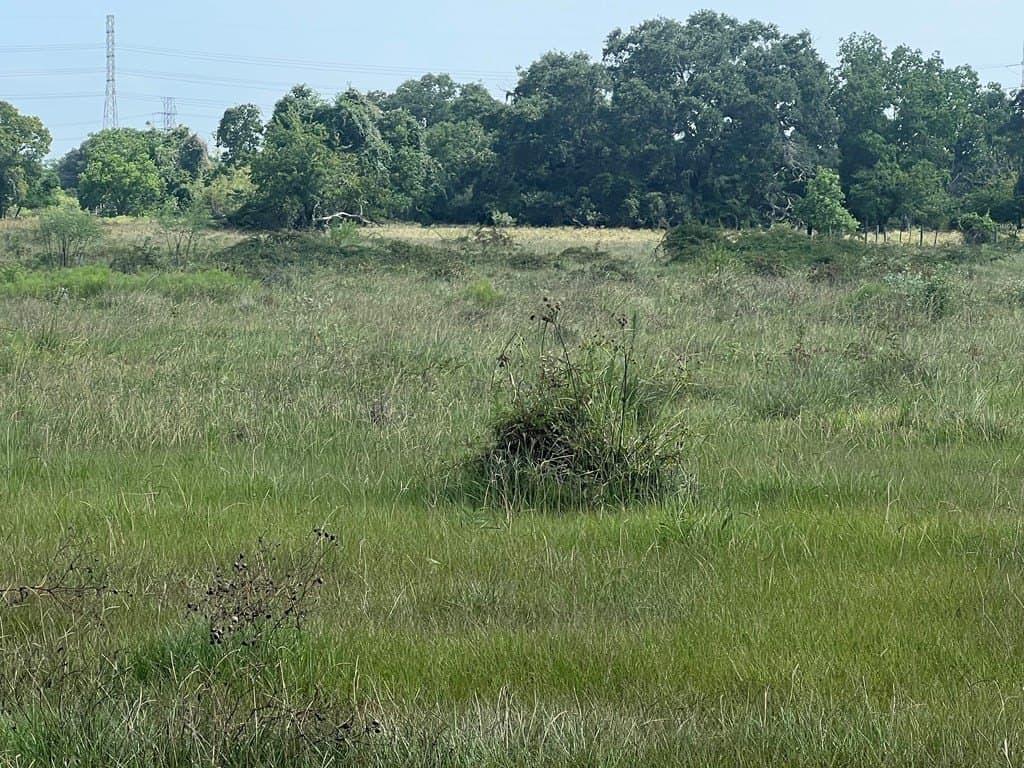 24 acres in Texas County - photo 2