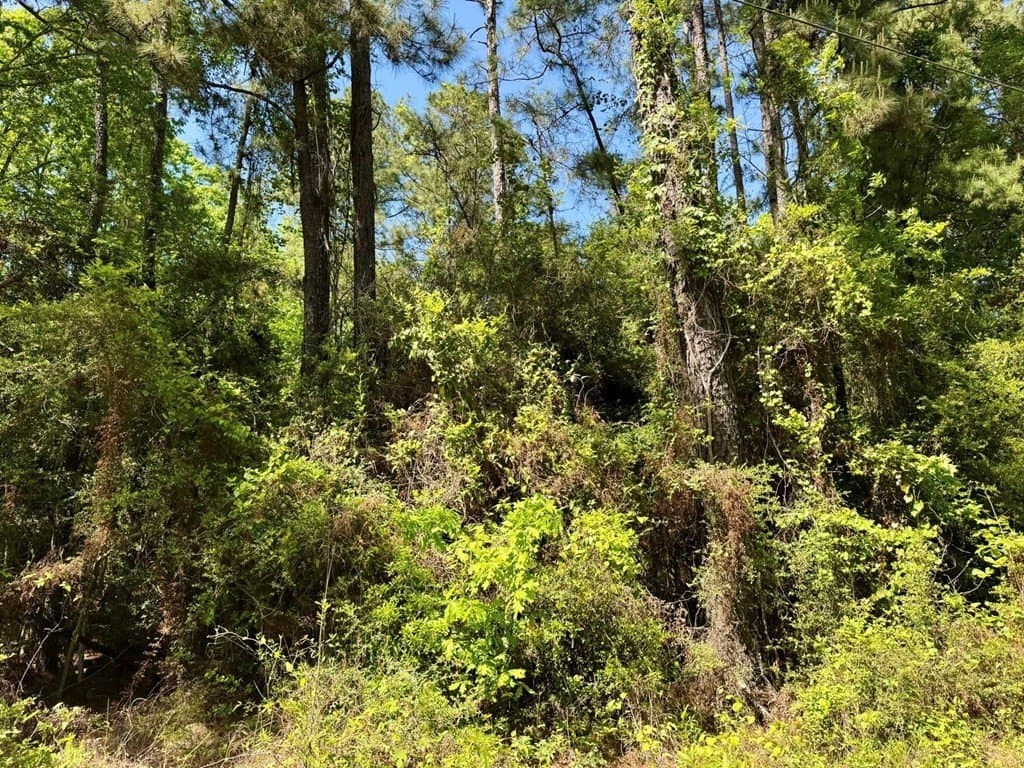 10.62 acres in Texas County - photo 9