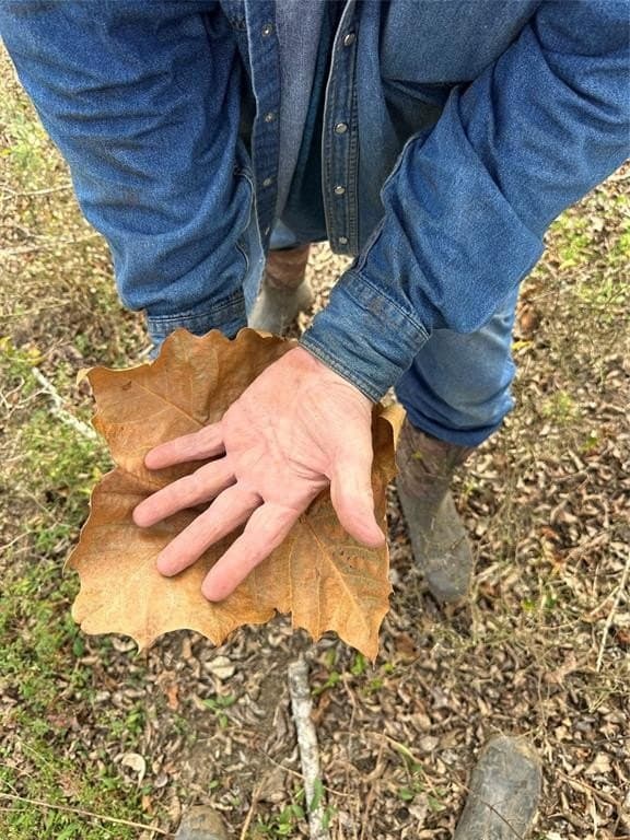 278 acres in Freestone County - photo 25
