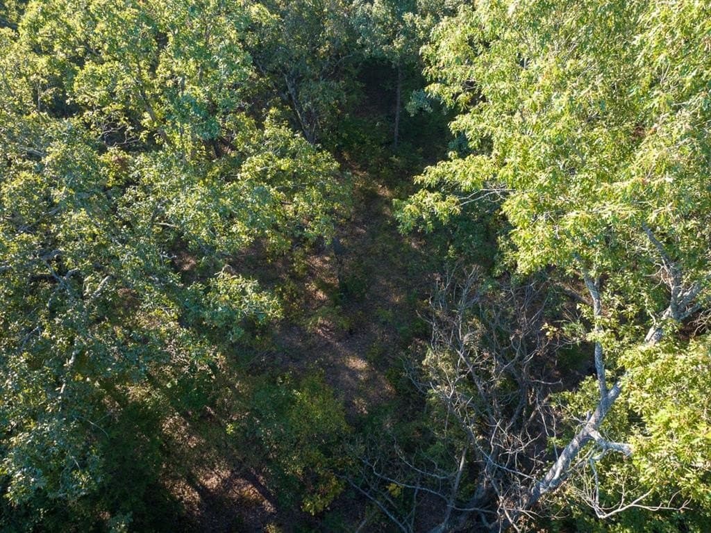 8.52 acres in Titus County - photo 6