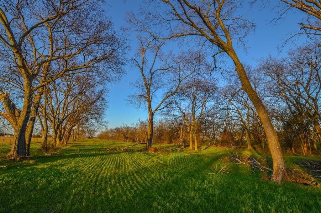 480 acres in Rains County - photo 3