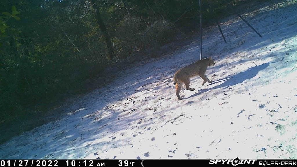 50.89 acres in Limestone County - photo 3