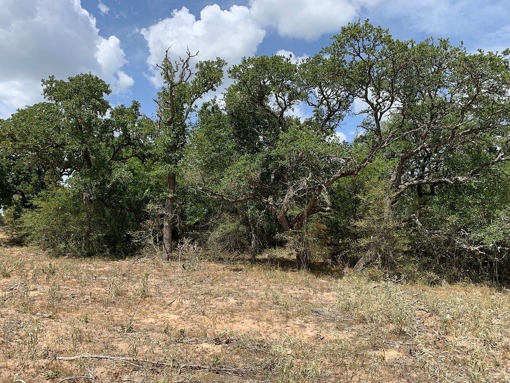 11 acres in Lavaca County - photo 6