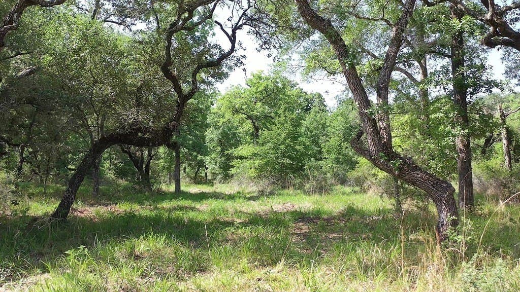 11 acres in Lavaca County - photo 27