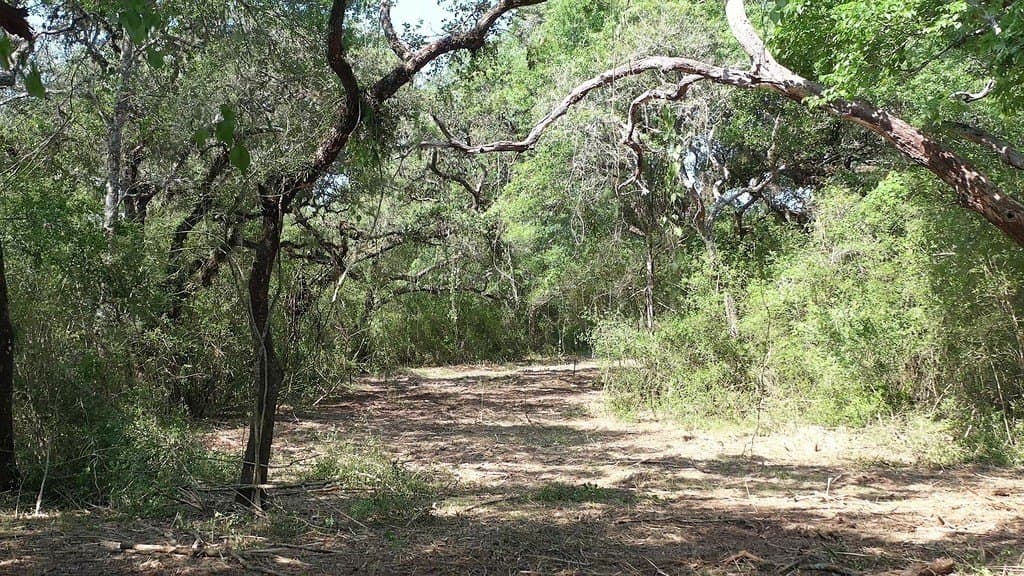 11 acres in Lavaca County - photo 28
