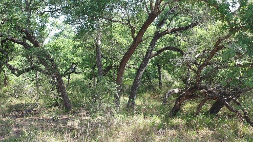 11 acres in Lavaca County - photo 25