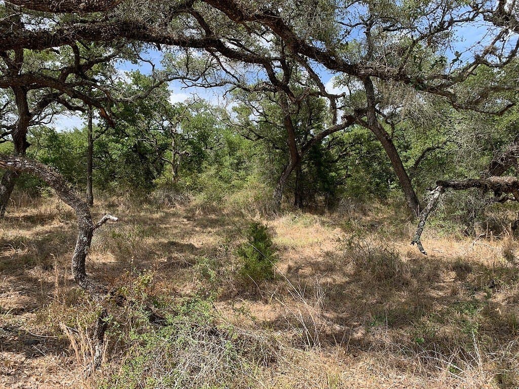 11 acres in Lavaca County - photo 8