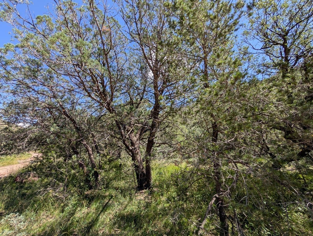 6.44 acres in Jeff Davis County - photo 18