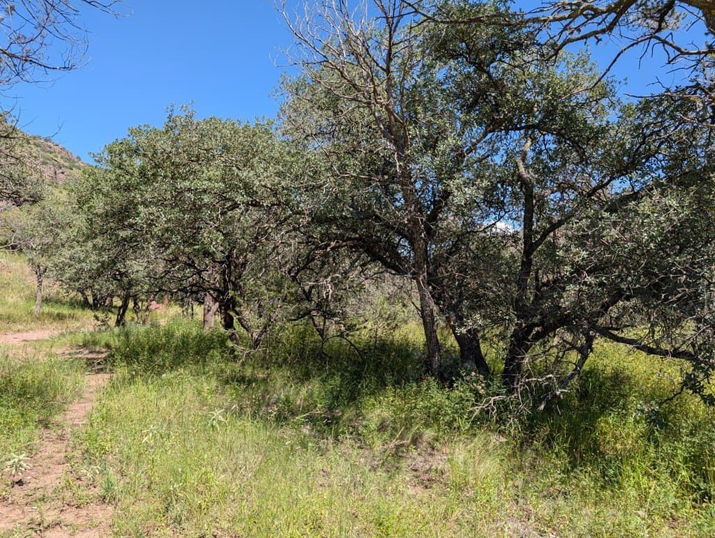 6.44 acres in Jeff Davis County - photo 4