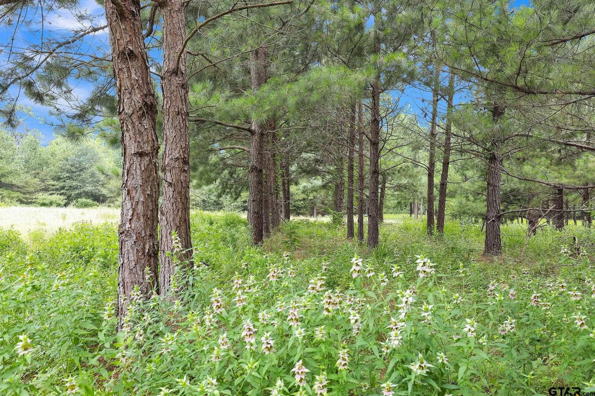 115.17 acres in Smith County - photo 16