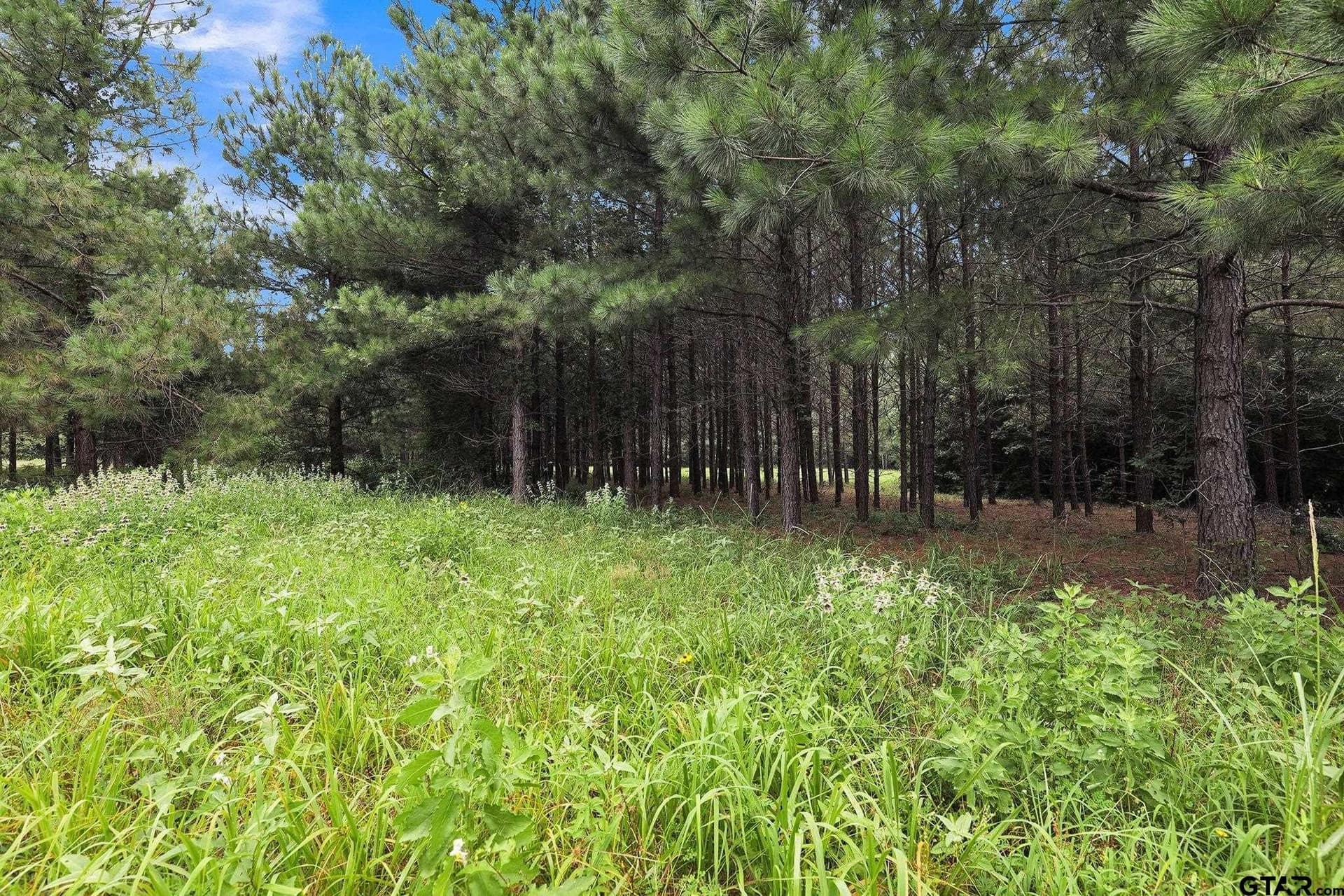 115.17 acres in Smith County - photo 26