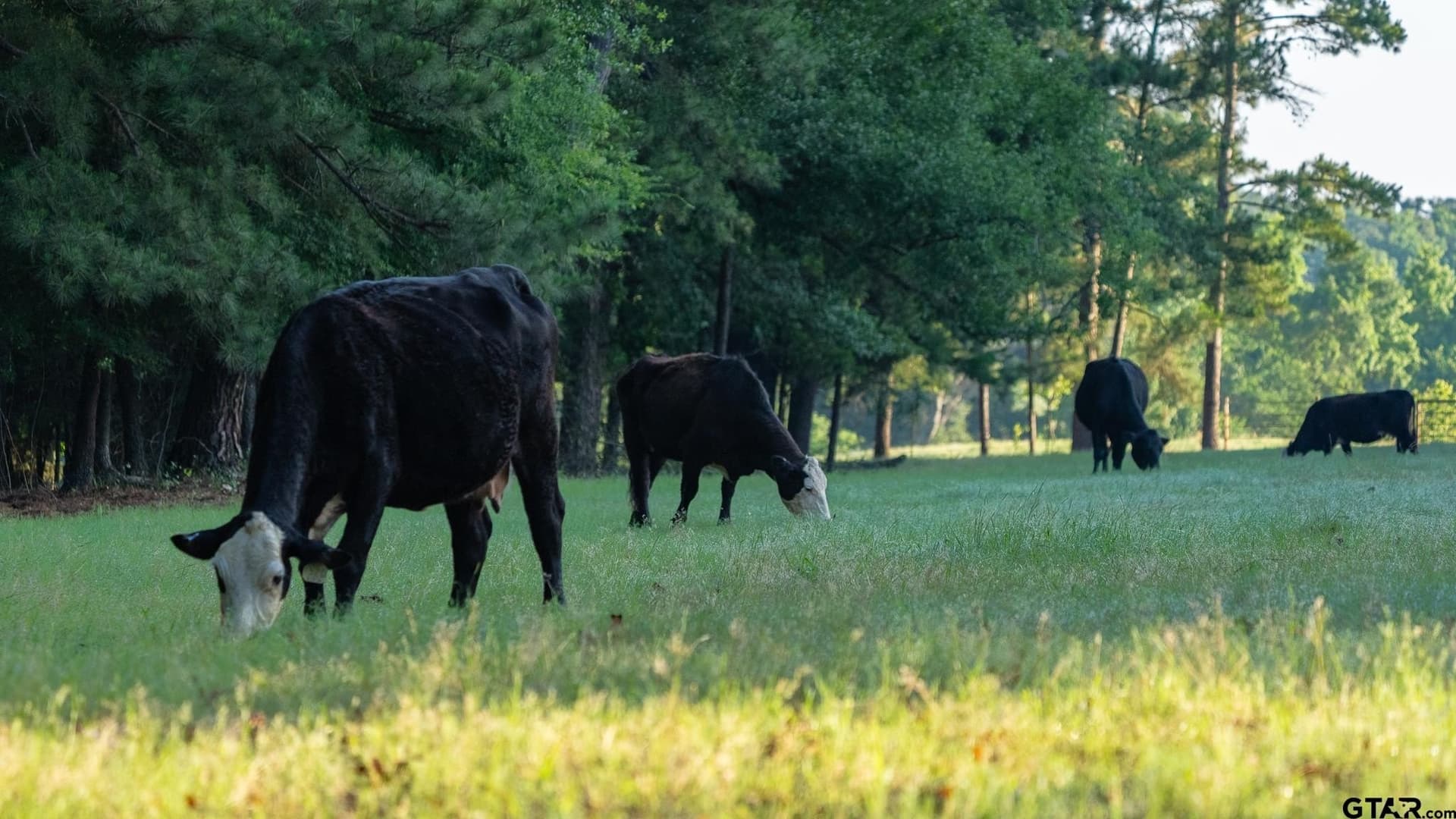 18 acres in Wood County - photo 47