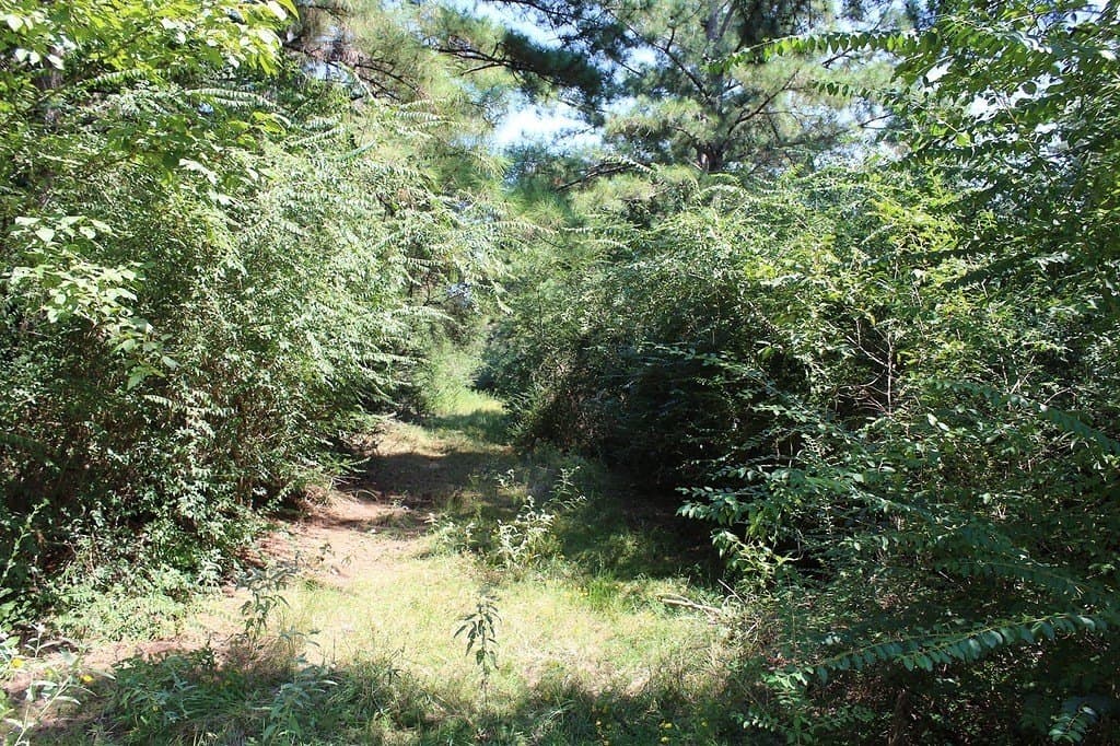 0.29 acres in Waller County - photo 5