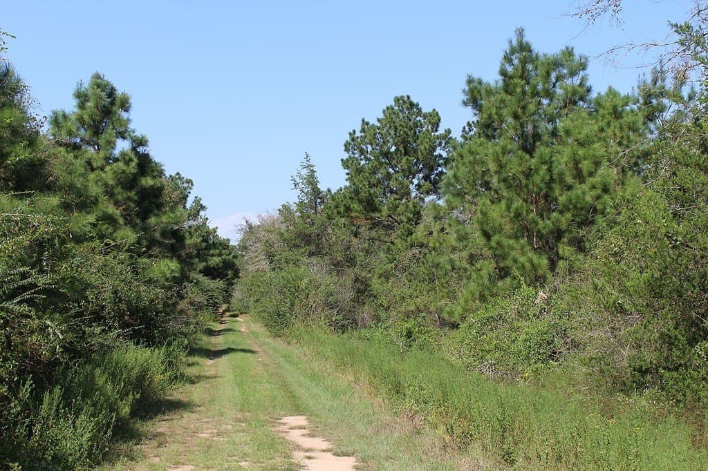 0.29 acres in Waller County - photo 4