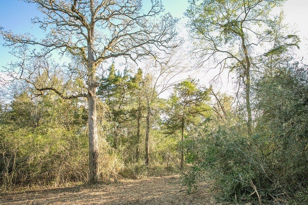 3.5 acres in Austin County - photo 5